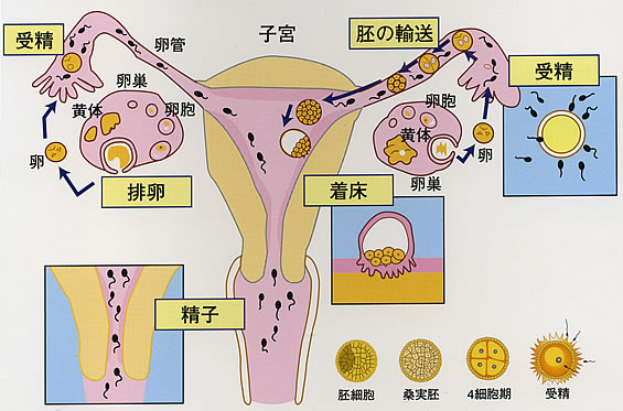 妊娠はどのように成立するのでしょうか