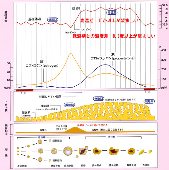 女性の生理的変化と月経のサイクル