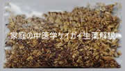 ケイガイ・・荊芥